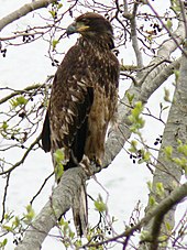 First-year juvenile bald eagle at Anacortes, Washington United States Haliaeetus leucocephalus 38319.JPG