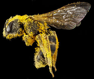 <i>Halictus ligatus</i> Species of bee