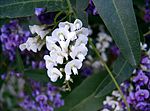 Miniatura para Hardenbergia violacea