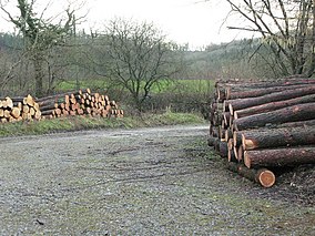 Harridge Wood Doğa Koruma Alanı - geograph.org.uk - 346539.jpg