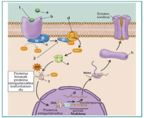 Neurotransmisore