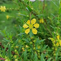 H. salicifolia, sinicuichi