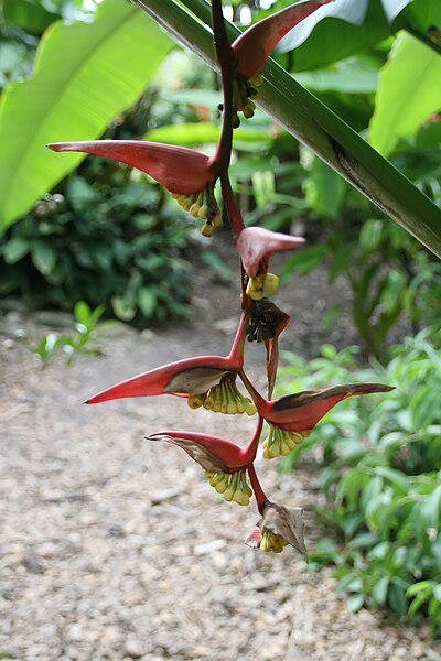 File:Heliconia collinsiana 8zz.jpg