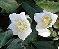 Helleborus niger - early flowering (28 November 2020)