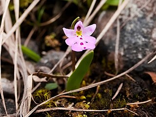 <i>Hemipilia monantha</i> Species of orchid