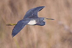 Description de l'image Heron - natures pics.jpg.