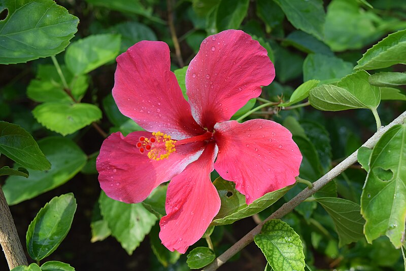 File:Hibiscus-011.JPG