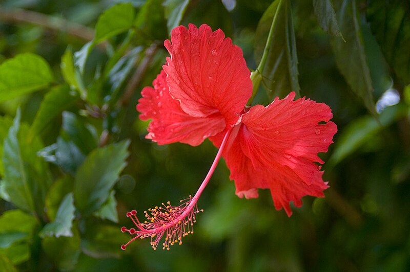 File:Hibiscus Flower (Imagicity 33).jpg