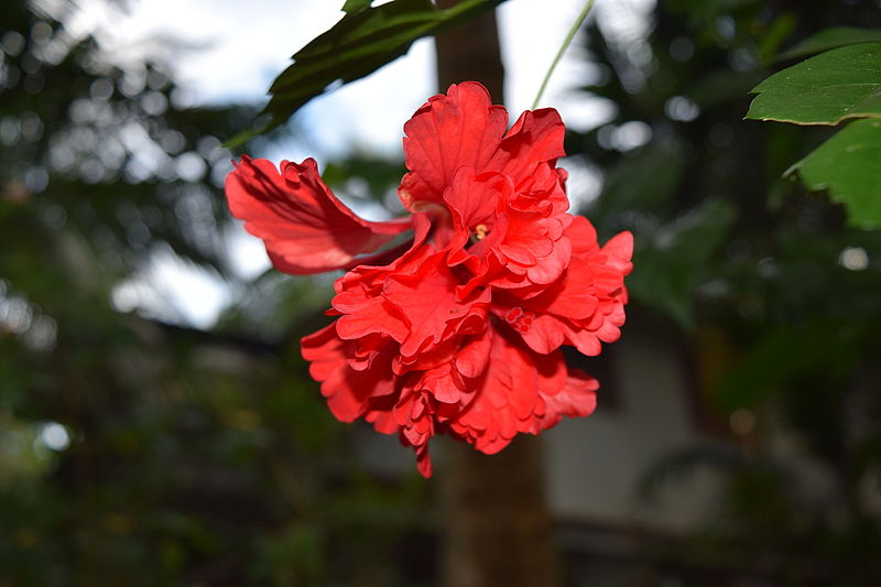 File:Hibiscus rosa - sinensis Chembarathy ചെമ്പരത്തി @ Chemmad.JPG