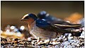 Hill Swallow (Hirundo domicola) by Dharani Prakash.jpg