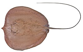 Urogymnus dalyensis