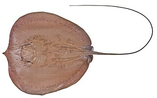 Freshwater whipray Species of fish