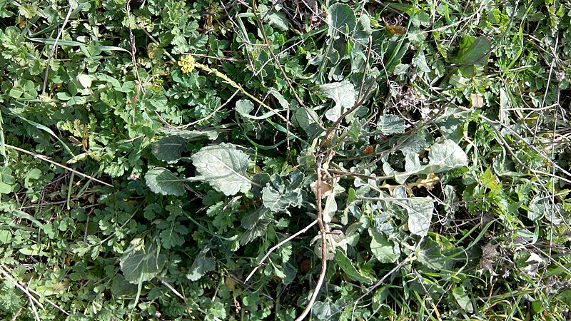 File:Hirschfeldia incana plant (09).jpg