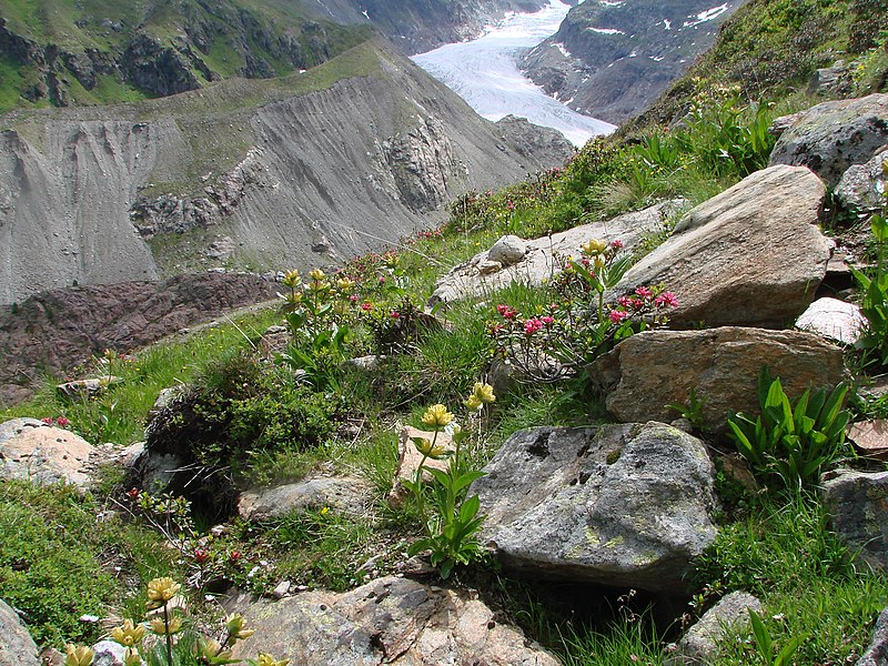 File:Hochsommer am Tiroler Gepatschgletscher - panoramio.jpg