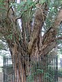 * Nomination 1600 years old yew tree at All Saints' Church, Gresffordd (Gresford), Wrexham, Wales. --Llywelyn2000 07:20, 7 October 2017 (UTC) * Decline It has blue ca, and overexposed background, sorry --Cvmontuy 12:50, 16 October 2017 (UTC)