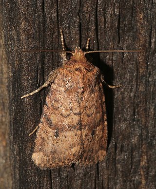 <i>Homorthodes furfurata</i> Species of moth