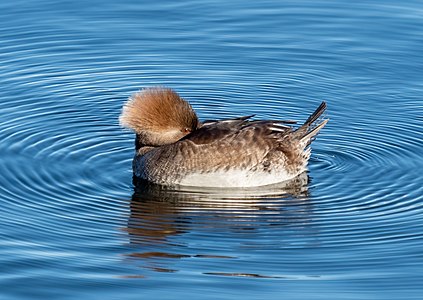 Hooded merganser female in CP (40678)