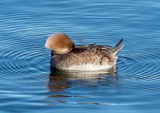 Hooded merganser female resting in the Central Park Reservoir