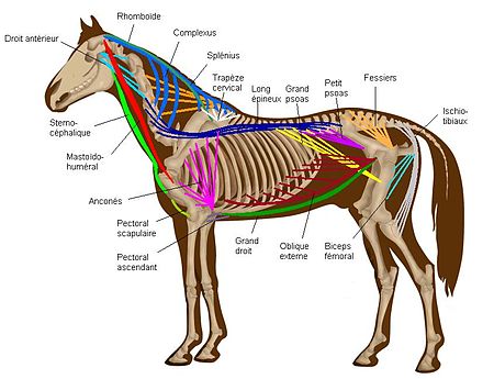 Tập_tin:Horsemuscles1.jpg