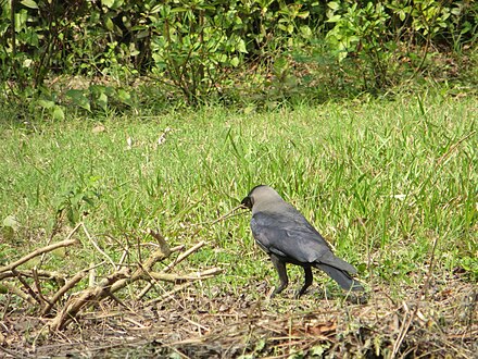 House Crow collecting twigs for nest building