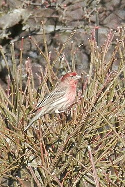 House Finches (Haemorhous mexicanus)