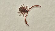 Thumbnail for File:House Pseudoscorpion (Chelifer cancroides) - Guelph, Ontario 2016-02-17.jpg