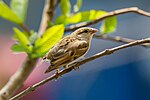 Thumbnail for File:House Sparrow (Passer domesticus) in Nepal by kiran.jpg