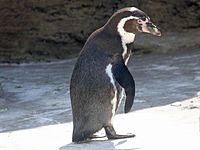Penguin, Humboldt Spheniscus humboldti