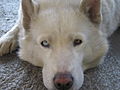 White Siberian husky with eyes of different colors.(2006)