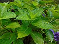 Hydrangea macrophylla Hortensia