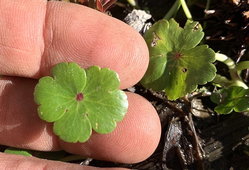 File:Hydrocotyle ranunculoides 183757662.jpg