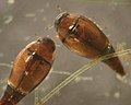 Myxophaga/Hydroscaphidae (mbawakawa mlamwani Hydroscapha natans)