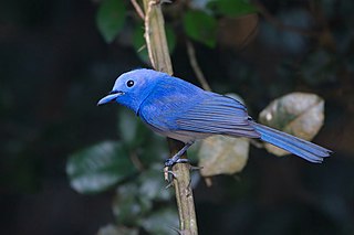 <span class="mw-page-title-main">Black-naped monarch</span> Species of bird