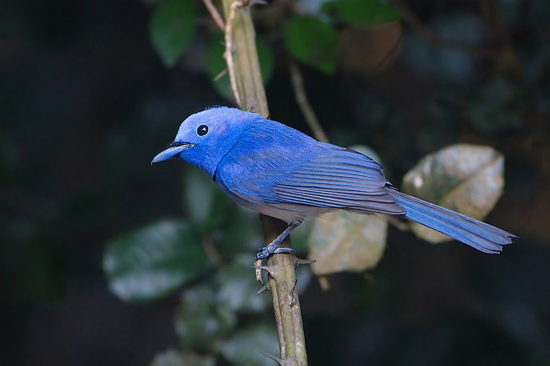 File:Hypothymis azurea - Kaeng Krachan.jpg