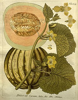 Icones plantarum medico-oeconomico-technologicarum cum earum fructus ususque descriptione = (Tab. 129) (8096973979).jpg