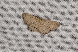 Idaea punctatissima