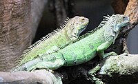 Iguanas