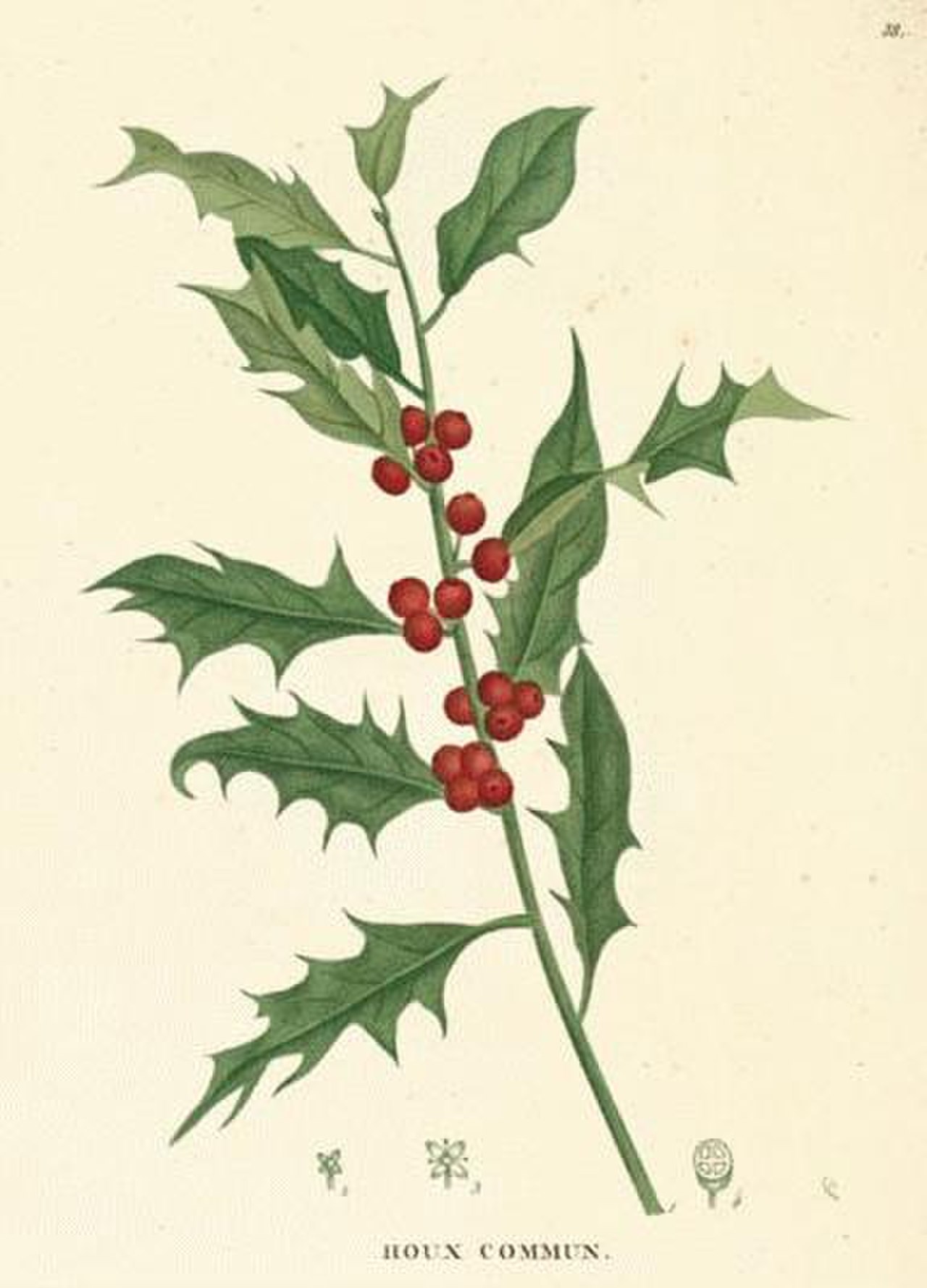 Ilex aquifolium Ботанический рисунок