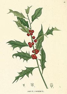 Sprigs of evergreen plants such as holly are used to sprinkle people with well water in a custom associated with this song. Ilex aquifolium.jpg
