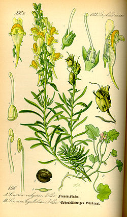 Harilik käokannus Linaria vulgaris
