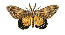 Illustrations of Exotic Entomology Callimorpha Nerina.jpg