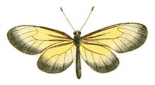 Ilustrasi Eksotis Entomologi Heliconia Gazoria.jpg