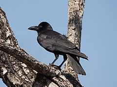 Indian jungle crow (Corvus culminatus)