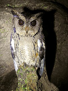 Indian scops owl Species of owl
