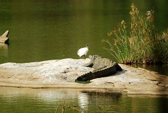 Schwarzkopfibis (Threskiornis melanocephalus) teilt sich eine kleine Insel im Kaveri-Fluss mit einem Krokodil. Aufgenommen im Ranganathittu Bird Sanctuary bei Shrirangapattana im Bundesstaat Karnataka, Indien.