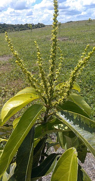 File:Inflorescencia masculina cacay.jpg