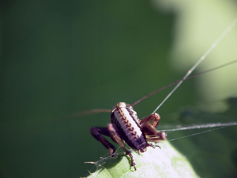 File:Insect, 02.jpg