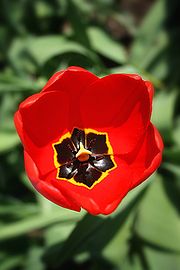Corole d'une tulipe rouge