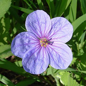 Photo of Iranian stork's bill