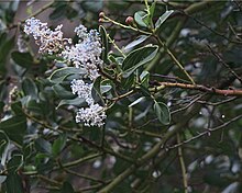 Ini adalah foto bunga-bunga dan daun dari spesies tanaman Ceanothus spinosus